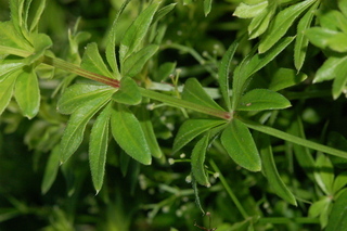 sweetscented bedstraw